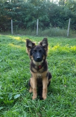 vom Trojangold, hodowla Owczarków Niemieckich Długowłosych