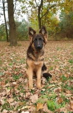 vom Trojangold, hodowla Owczarków Niemieckich Długowłosych