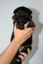 vom Trojangold, hodowla Owczarków Niemieckich Długowłosych