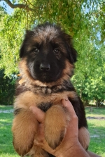 vom Trojangold, hodowla Owczarków Niemieckich Długowłosych