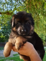 vom Trojangold, hodowla Owczarków Niemieckich Długowłosych