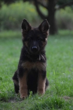 vom Trojangold, hodowla Owczarków Niemieckich Długowłosych