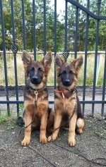 vom Trojangold, hodowla Owczarków Niemieckich Długowłosych