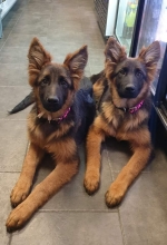 vom Trojangold, hodowla Owczarków Niemieckich Długowłosych