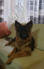 vom Trojangold, hodowla Owczarków Niemieckich Długowłosych