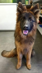 vom Trojangold, hodowla Owczarków Niemieckich Długowłosych