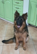 vom Trojangold, hodowla Owczarków Niemieckich Długowłosych