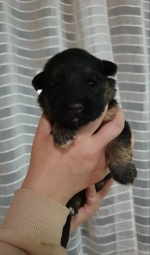 vom Trojangold, hodowla Owczarków Niemieckich Długowłosych