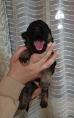 vom Trojangold, hodowla Owczarków Niemieckich Długowłosych