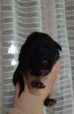 vom Trojangold, hodowla Owczarków Niemieckich Długowłosych