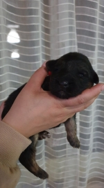 vom Trojangold, hodowla Owczarków Niemieckich Długowłosych