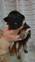 vom Trojangold, hodowla Owczarków Niemieckich Długowłosych