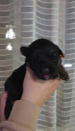 vom Trojangold, hodowla Owczarków Niemieckich Długowłosych