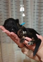 vom Trojangold, hodowla Owczarków Niemieckich Długowłosych