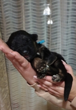 vom Trojangold, hodowla Owczarków Niemieckich Długowłosych