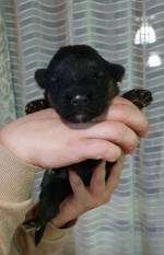 vom Trojangold, hodowla Owczarków Niemieckich Długowłosych