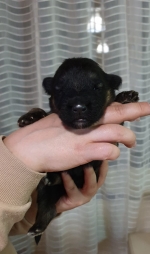 vom Trojangold, hodowla Owczarków Niemieckich Długowłosych