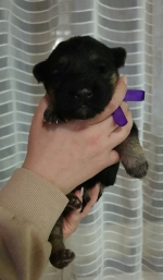 vom Trojangold, hodowla Owczarków Niemieckich Długowłosych