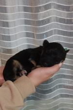 vom Trojangold, hodowla Owczarków Niemieckich Długowłosych