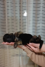 vom Trojangold, hodowla Owczarków Niemieckich Długowłosych