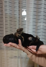 vom Trojangold, hodowla Owczarków Niemieckich Długowłosych