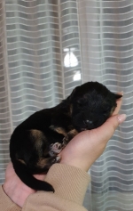 vom Trojangold, hodowla Owczarków Niemieckich Długowłosych