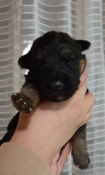 vom Trojangold, hodowla Owczarków Niemieckich Długowłosych