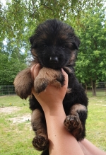 vom Trojangold, hodowla Owczarków Niemieckich Długowłosych