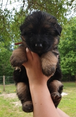 vom Trojangold, hodowla Owczarków Niemieckich Długowłosych