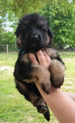 vom Trojangold, hodowla Owczarków Niemieckich Długowłosych