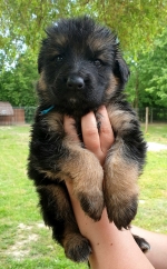 vom Trojangold, hodowla Owczarków Niemieckich Długowłosych