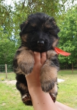 vom Trojangold, hodowla Owczarków Niemieckich Długowłosych