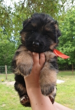 vom Trojangold, hodowla Owczarków Niemieckich Długowłosych