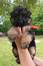 vom Trojangold, hodowla Owczarków Niemieckich Długowłosych