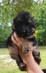 vom Trojangold, hodowla Owczarków Niemieckich Długowłosych