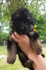 vom Trojangold, hodowla Owczarków Niemieckich Długowłosych