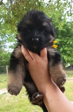 vom Trojangold, hodowla Owczarków Niemieckich Długowłosych