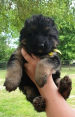 vom Trojangold, hodowla Owczarków Niemieckich Długowłosych