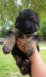 vom Trojangold, hodowla Owczarków Niemieckich Długowłosych