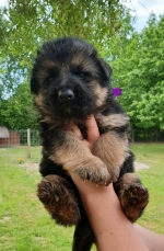 vom Trojangold, hodowla Owczarków Niemieckich Długowłosych