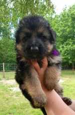 vom Trojangold, hodowla Owczarków Niemieckich Długowłosych