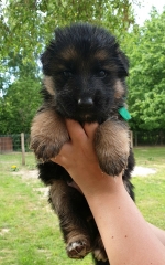 vom Trojangold, hodowla Owczarków Niemieckich Długowłosych