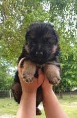 vom Trojangold, hodowla Owczarków Niemieckich Długowłosych