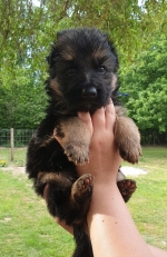 vom Trojangold, hodowla Owczarków Niemieckich Długowłosych