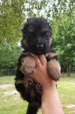 vom Trojangold, hodowla Owczarków Niemieckich Długowłosych