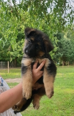 vom Trojangold, hodowla Owczarków Niemieckich Długowłosych