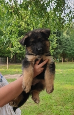 vom Trojangold, hodowla Owczarków Niemieckich Długowłosych