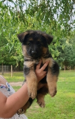 vom Trojangold, hodowla Owczarków Niemieckich Długowłosych