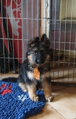 vom Trojangold, hodowla Owczarków Niemieckich Długowłosych