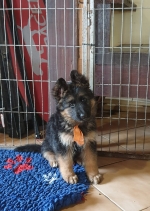 vom Trojangold, hodowla Owczarków Niemieckich Długowłosych